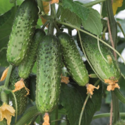 Ogórek Amant f1 250 nasion prec. ST